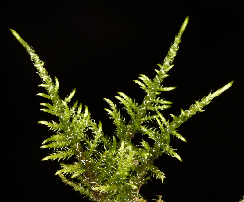 Cratoneuron filicinum